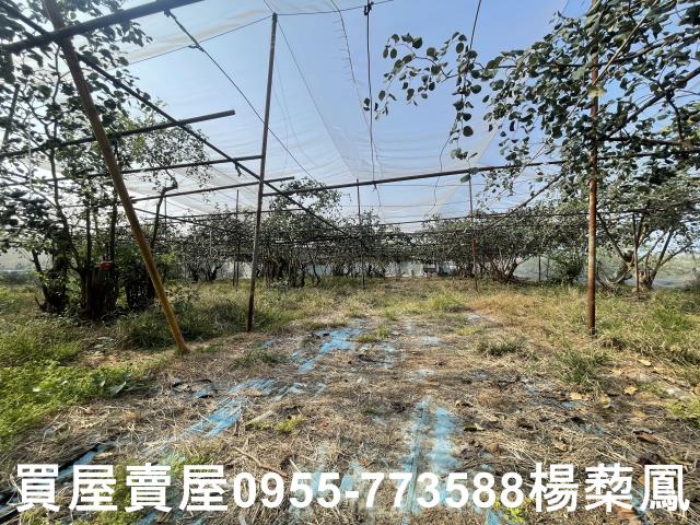 高雄燕巢農地-10