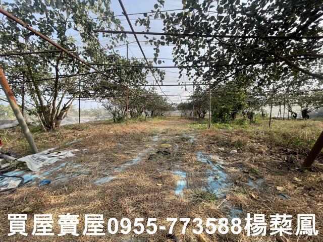 高雄燕巢農地-11