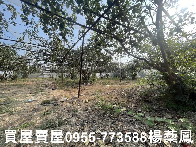 高雄燕巢農地-6